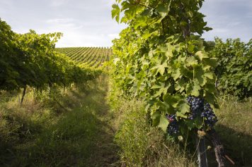 Vineyards with red grape for wine making. Big italian vineyard r